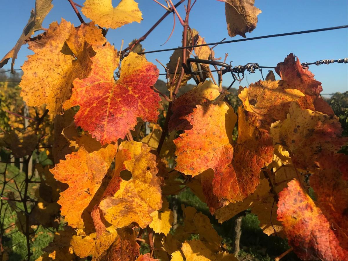 Weingut & Gastezimmer Edelmann Göttlesbrunn 外观 照片