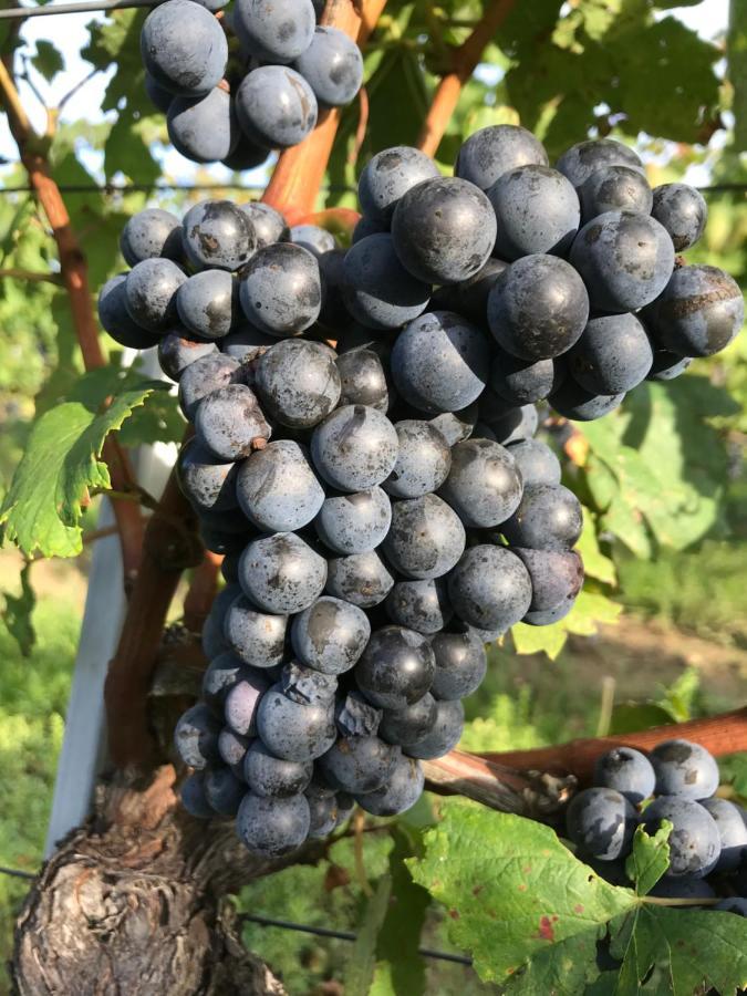Weingut & Gastezimmer Edelmann Göttlesbrunn 外观 照片
